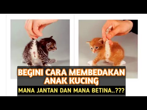 Video: Cara Menentukan Jantina Anak Kucing: 9 Langkah