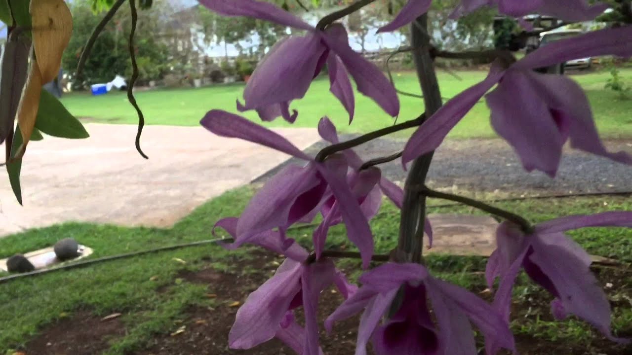 My moms "honohono" orchids!🌻