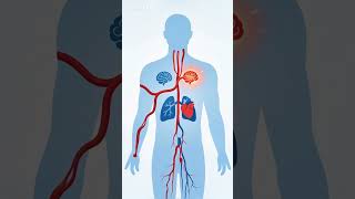 Síndrome Antifosfolípide: O que acontece no organismo com inflamação