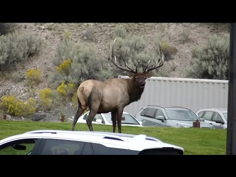 Elk rut gives Yellowstone visitors a scary thrill