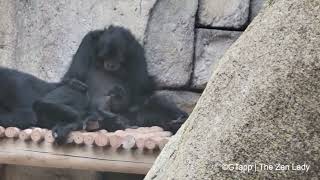 New Baby Siamang at Tulsa Zoo