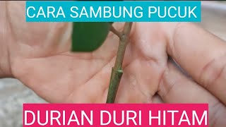CARA SAMBUNG PUCUK DURIAN DURI HITAM #Grafting #durianochee #galerytanisukses