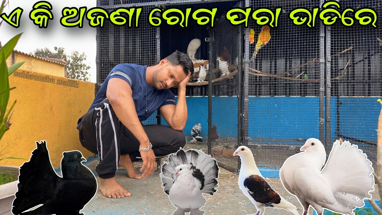 ଏ କି ଅଜଣା ରୋଗ ପାରା ଭାଡିରେ ମରିଗଲା ମୋ ପାରା || Mini Zoo || Animal Lover || Pitbul Dog || Pet lover ||