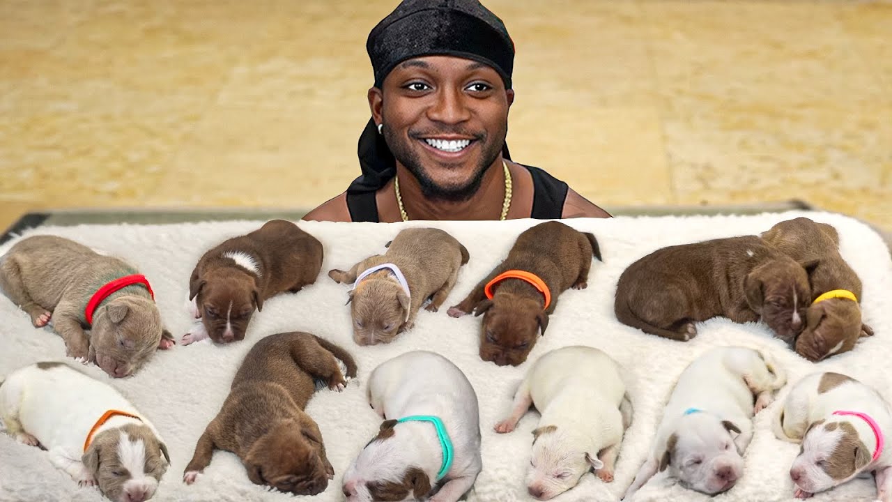 Cleaning & Giving Collars To My 12 Puppies!