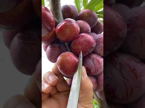 Best relaxing fruit tree farming | Oddly satisfying fresh fruit | Fruit Ninja Harvesting #545 #short