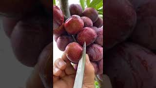 Best Relaxing Fruit Tree Farming Oddly Satisfying Fresh Fruit Fruit Ninja Harvesting 