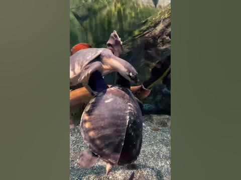 Волшебные рыбки 🐠 - YouTube