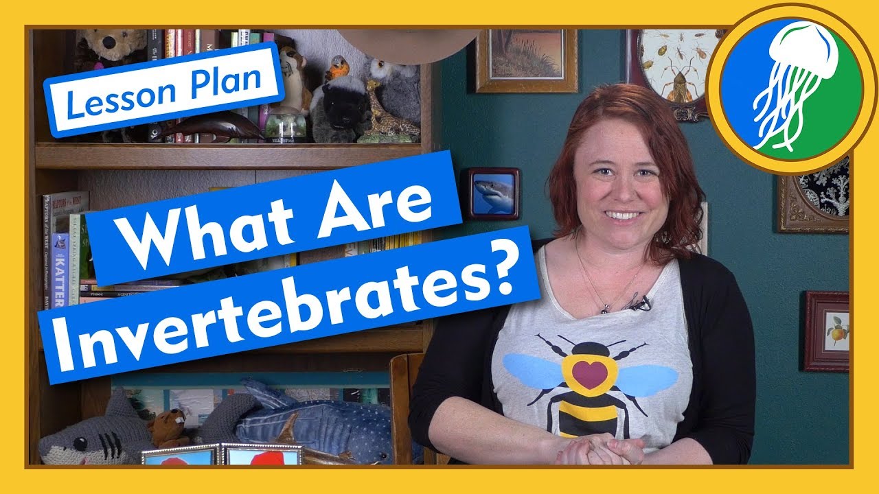 ⁣What Are Invertebrates? - Lesson Plan