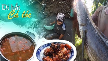 Tết miền tây đi tát mương bắt cá lóc tôm càng || Trung Ung Dung