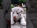 Little Paws, Future's King #shorts #tiger #ytshorts #animals