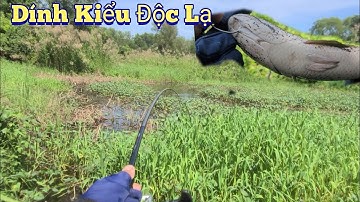 Lure Cá Lóc. Lần Đầu Tiên Đi Câu Mà Dính Cá Kiểu Này..Trần Tài Vlog