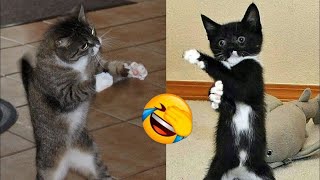 Funniest Cats 😹 - Silliest Creature on Earth 😂 - Funny Cats Videos 2023