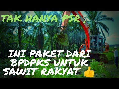 Tak Hanya PSR, Ini Paket dari BPDPKS untuk Sawit Rakyat