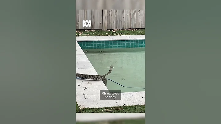 "Umm, there's a snake in our pool!?" 😲 #Snake #Heatwave | ABC Australia - DayDayNews