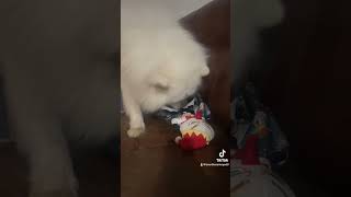 Samoyed dog cute TikTok compilation