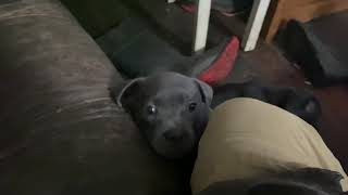 Blue/Black Staffy pups last night here 😢 by Julian Jones 653 views 3 years ago 1 minute, 35 seconds