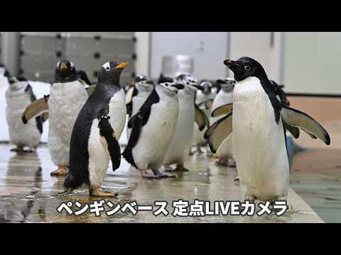 ペンギンネコアアム追加写真確認用 アーカイブ】ペンギンベース定点カメラ（2026/5/26) - YouTube