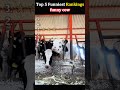 funny cow#like#fyp #viral #best#cringe #like#fyp #viral #best #video#like#fyp