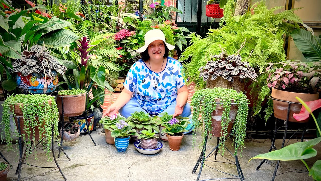 Truco para Rápida Floración en VIOLETAS AFRICANAS 👌🌷