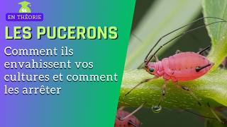 Pucerons, Comment Ils Envahissent Vos Cultures Et Comment Les Arrêter...