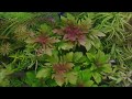 Hygrophila triflora (ハイグロフィラ　トリフロラ)