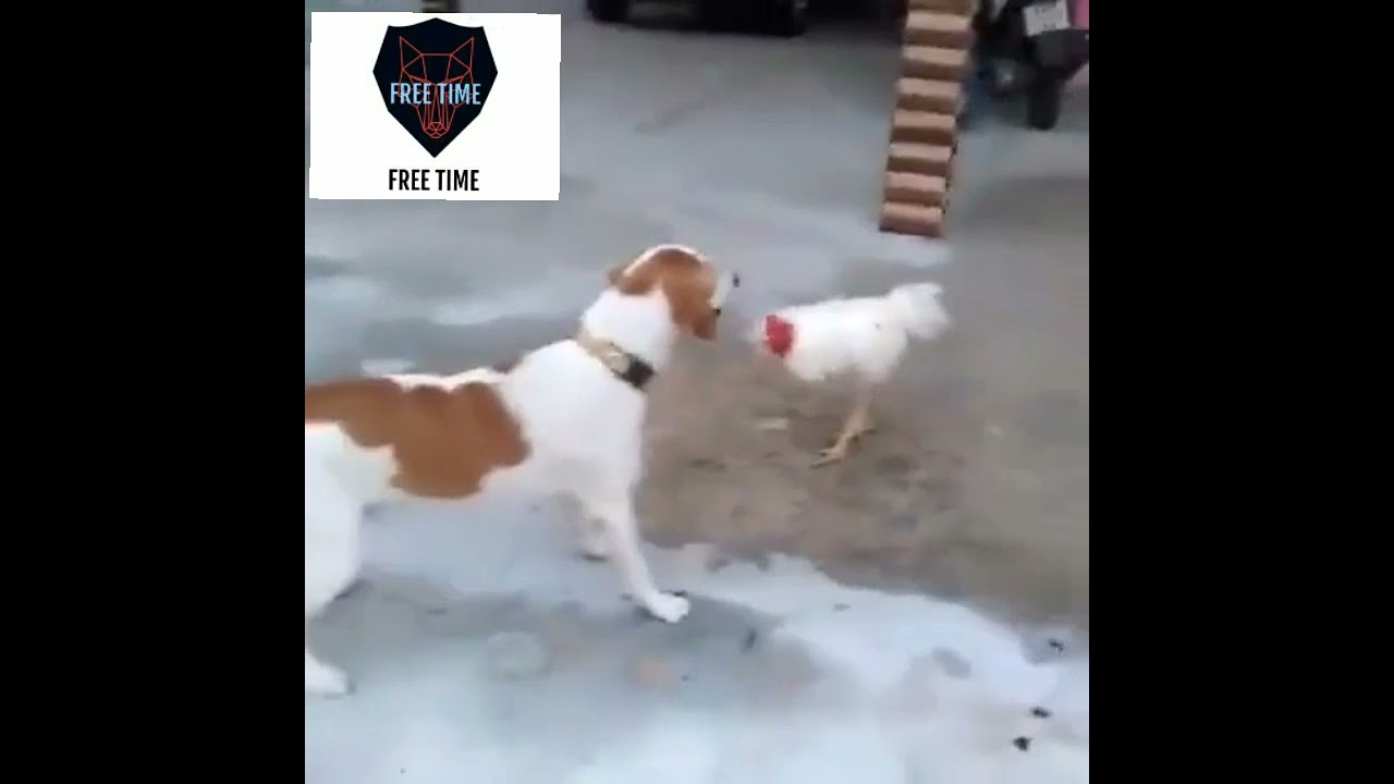 cock vs dog fight.