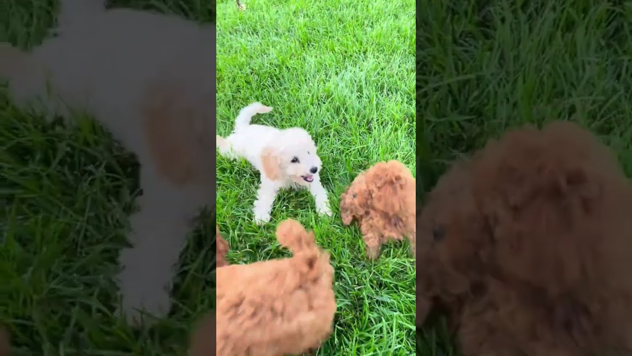 Why Dog chase cars🐕‍🦺 