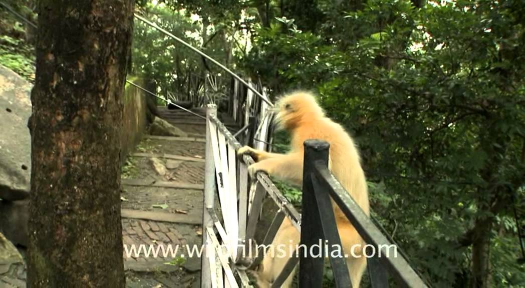 Trachypithecus geei jumping around
