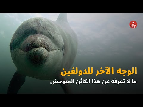 فيديو: هل تستطيع الدلافين السيطرة على العالم؟