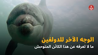 ما لا تعرفه عن الدلافين .. أكثر الكائنات البحرية شراً!