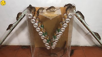 Bẫy Chuột Đơn giản | Bằng Lon Bia | PePe