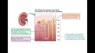 Chapter 27 Urinary System Part3