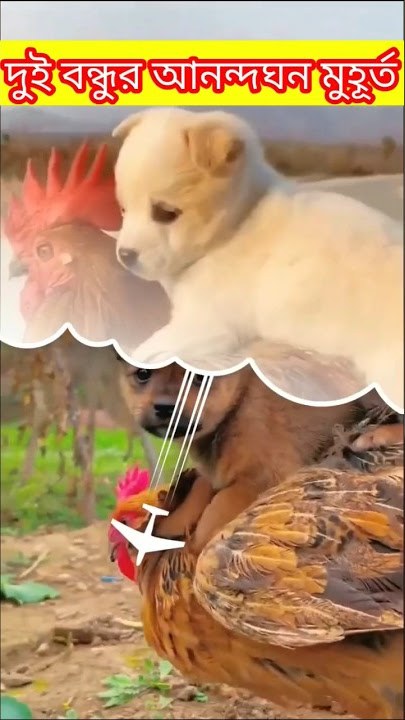Friendship _ puppy and chicken . A beautiful moment.
