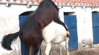 Cavalo Cobrindo Éguagaranhão Cobrindo Égua - Animais Calmos