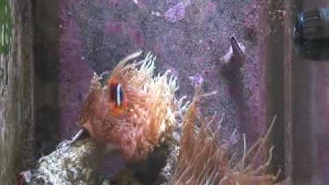 VorTech MP10 in Solana 34-gallon Cube