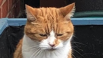 Shy cat melts heart with his meow