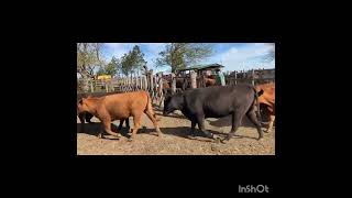 Ceibas (Entre Ríos): 45 vaquillonas + 60 vacas con garantía de preñez by Remates de Hacienda 502 views 7 months ago 1 minute, 3 seconds
