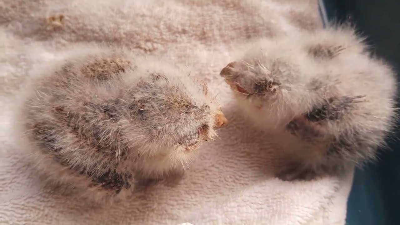 2 little baby owls