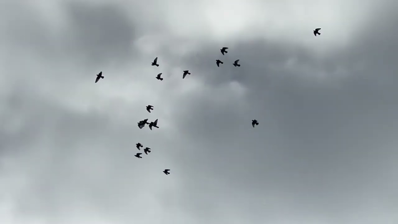 Trevor Slater Visit  Roller Pigeons Flying 2nd April 2023