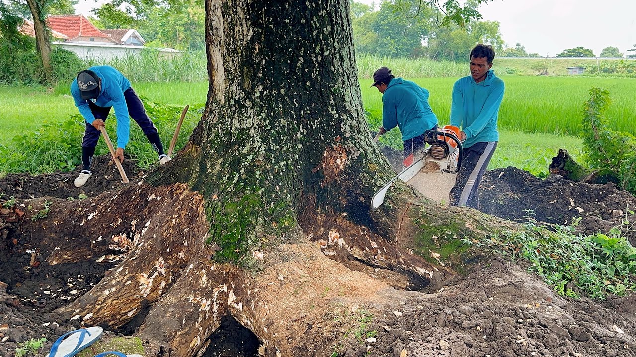 Dug to the roots... Half-century trembesi tree felling‼️