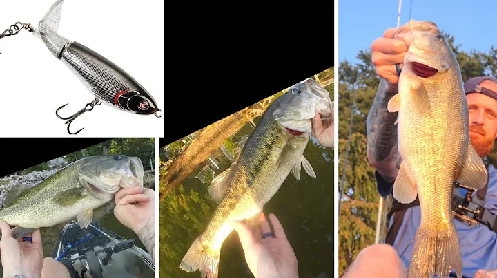 Topwater bites are the best part of fishing. Lake Norman late August