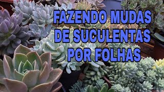 Fazendo Mudas de Suculentas por Folhas (Parte 1)