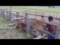 Heifer cow with calving difficulties being assisted to give birth to bull calf