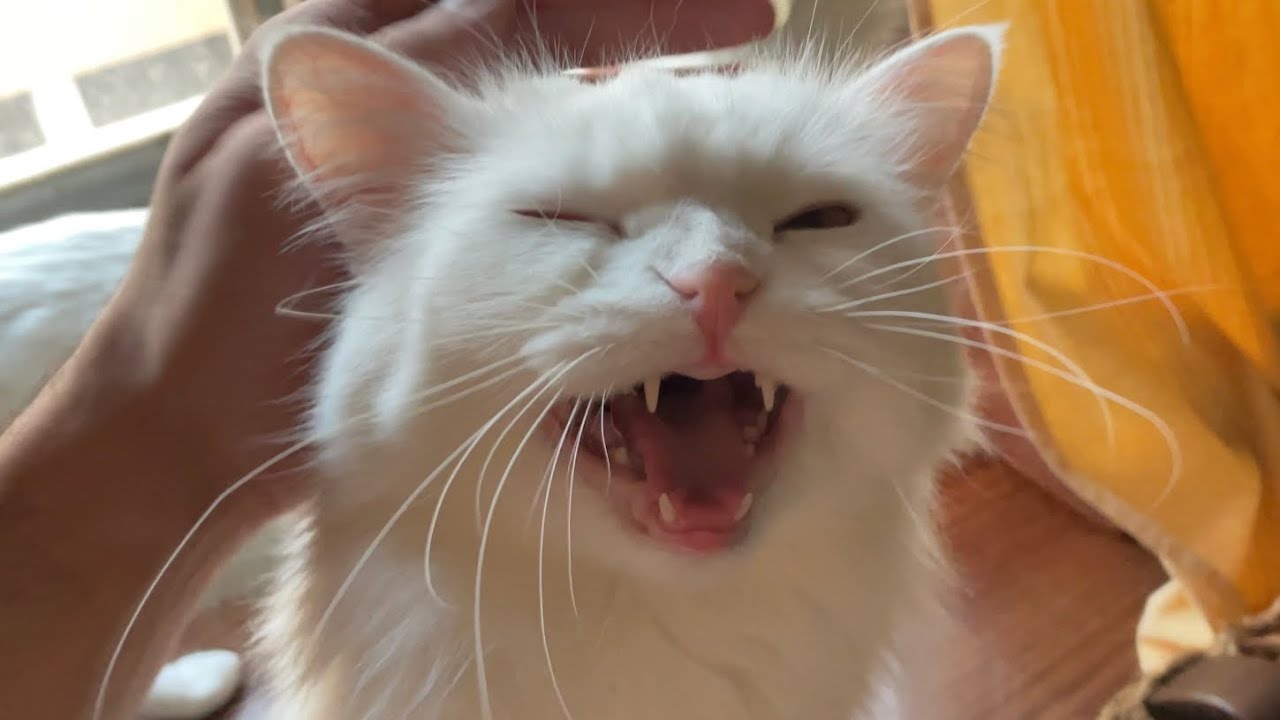 She Does This Every Morning Without Fail