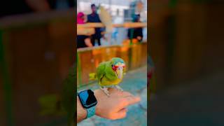 Bird with music #flute #music #cover