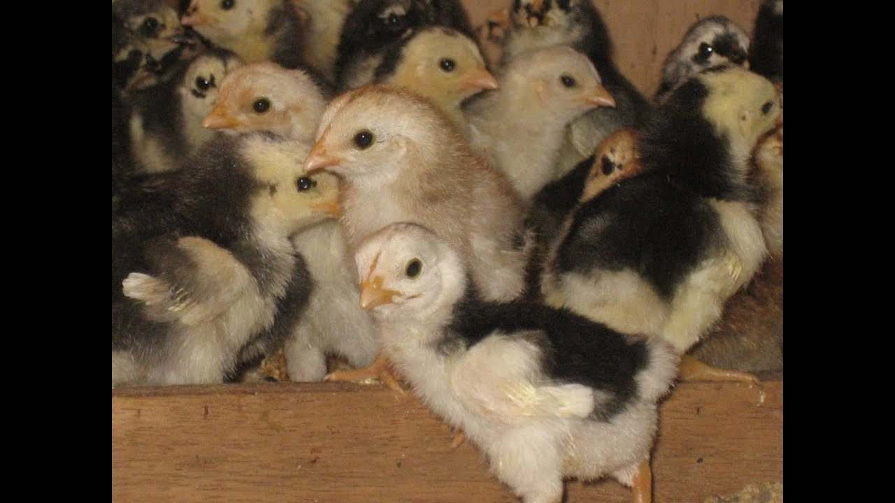 Wajib Tau !!! Alas Kandang & Desain Kandang yg baik untk ternak ayam