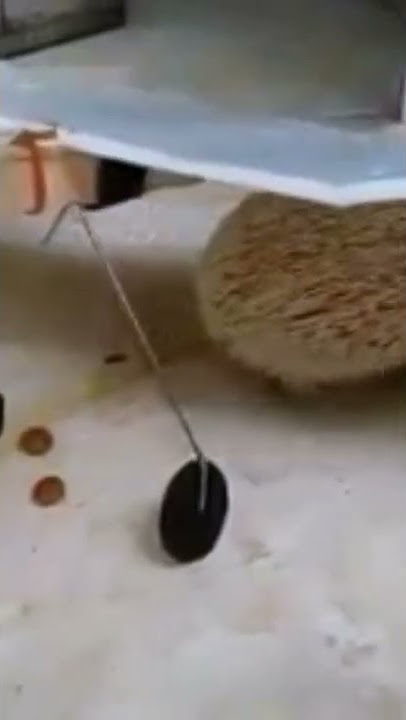 foam airplane and hedgehog