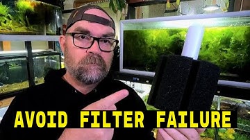 What’s the Best Way to Use a Sponge Filter? | Placement, Power & Maintenance Tips