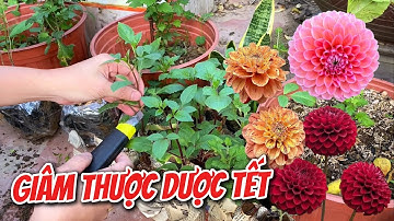 Giâm hoa Thược Dược hoa nở đúng Tết âm lịch