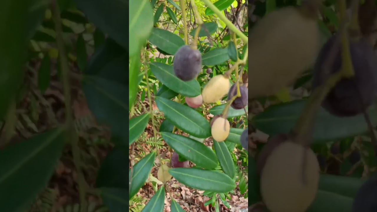 Simarouba amara(Simaroubaceae family)